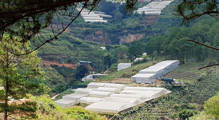 Lâm Đồng có hơn 227 ha nhà kính, nhà lưới làm trên đất quy hoạch lâm nghiệp. Ảnh: Gia Bình
