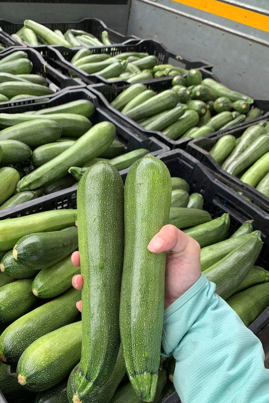 Bí ngồi tươi ngon được gởi về TP.HCM hỗ trợ người dân trong thời gian giãn cách phòng dịch. Ảnh: Lâm Viên