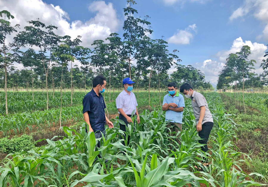 Ông Sơn-Trưởng phòng Nông nghiệp và PTNT (thứ 2 bìa trái) kiểm tra mô hình trồng báp sinh khối