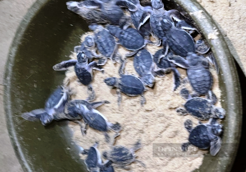 Rùa con khỏe mạnh sau khi nở thành công. Ảnh: TB Rùa con khỏe mạnh sau khi nở thành công. Ảnh: TB.