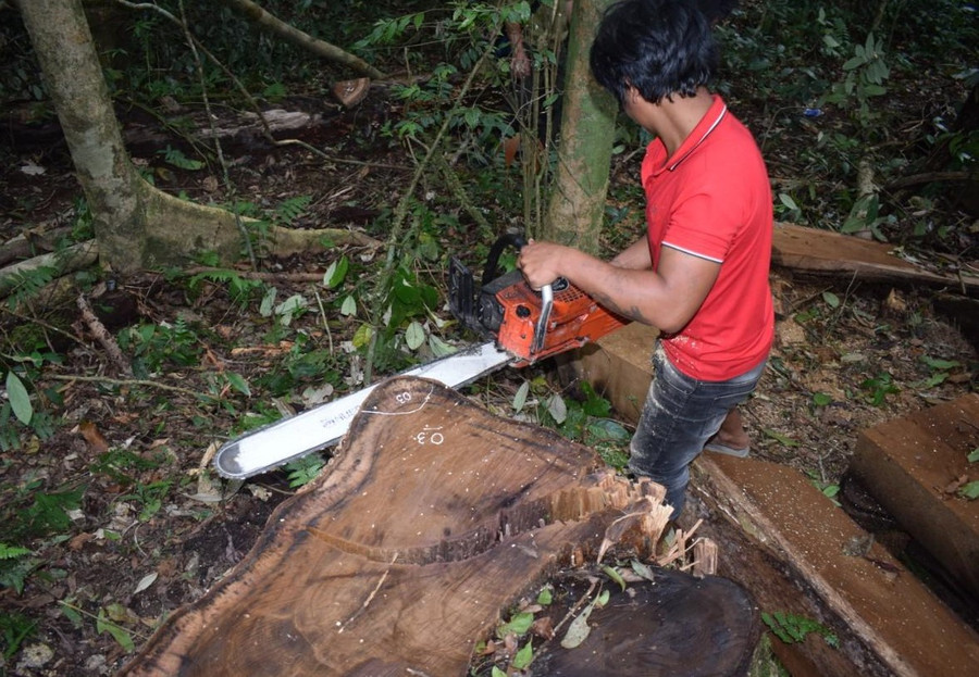 Đưa nghi phạm vào tiểu khu 224 thực nghiệm hiện trường vụ phá rừng dổi. Ảnh: C.A Lâm Hà