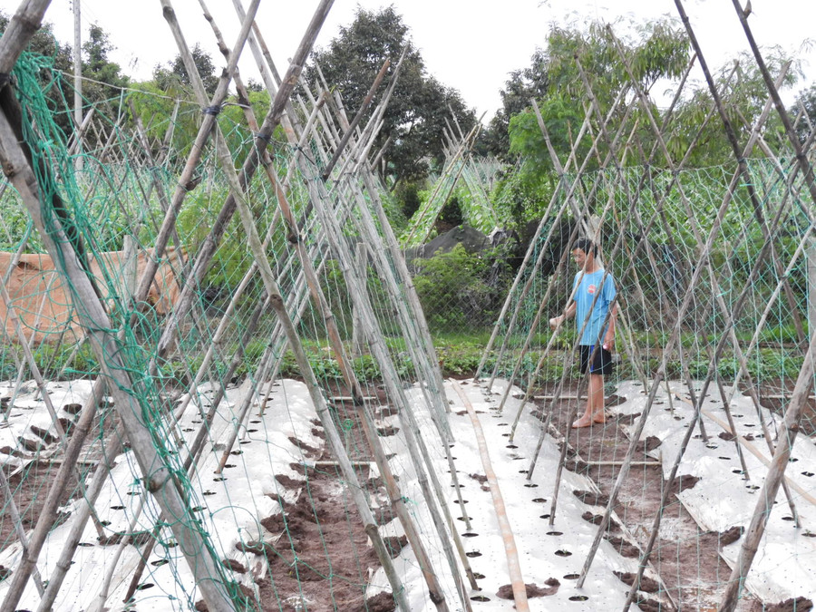 Nông dân thôn Ia Klai phát triển trồng hoa màu. Ảnh: Thanh Nhật