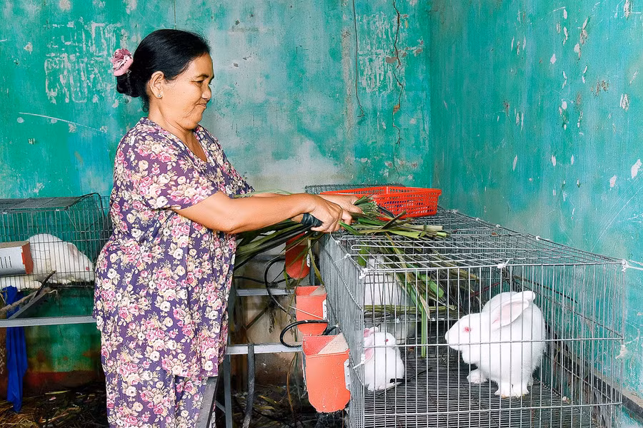 Bà Đinh Thị Her (thôn 2, xã Ayun) cho biết: Sau khi tham gia tập huấn kỹ thuật chăn nuôi, bà mạnh dạn chuyển từ nuôi gà sang nuôi thỏ. Bà nuôi 20 cặp thỏ cái sinh sản, trung bình mỗi năm, 1 con thỏ mẹ đẻ 5-6 lứa. Sau 3 tháng, trọng lượng thỏ đạt 2,5-3kg/con là có thể xuất bán, đem lại nguồn thu ổn định cho gia đình.