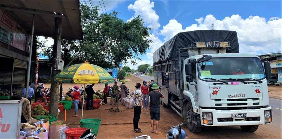  Các doanh nghiệp ở tỉnh ngoài đưa xe tải lên Đắk Lắk thu mua sầu riêng đưa đi tiêu thụ.