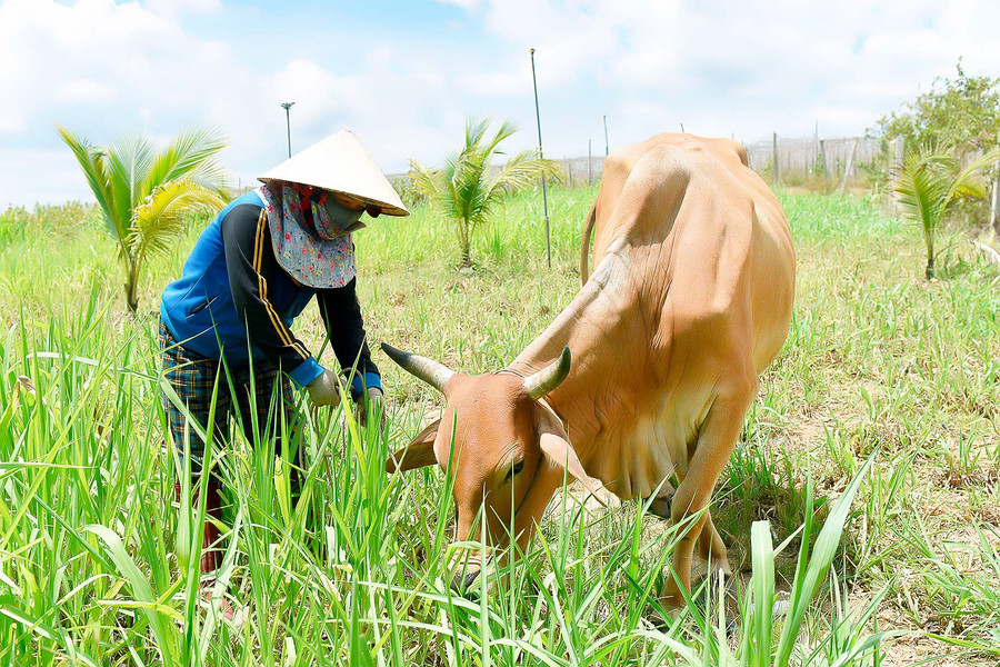 2. Nhờ được tạo điều kiện vay vốn từ quỹ hỗ trợ phụ nữ khởi nghiệp, gia đình chị Lê Thị Thanh Xuân (thôn An Xuân 2) đã từng bước ổn định cuộc sống.