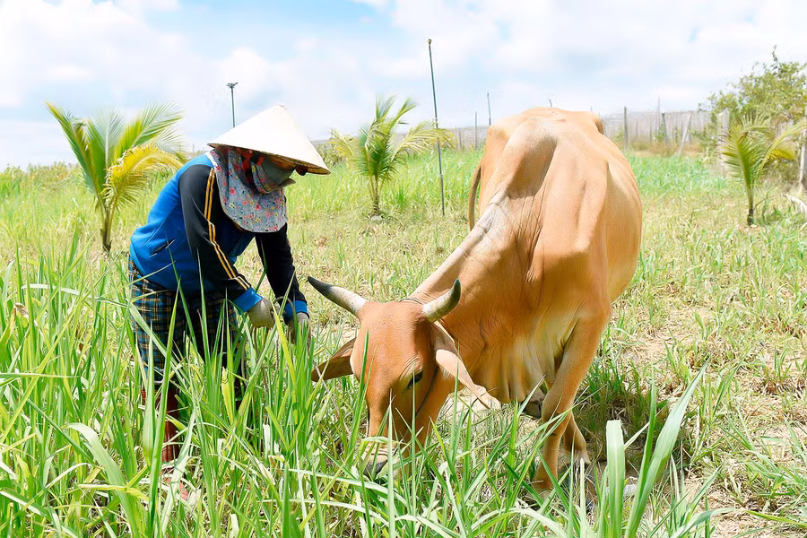 2. Nhờ được tạo điều kiện vay vốn từ quỹ hỗ trợ phụ nữ khởi nghiệp, gia đình chị Lê Thị Thanh Xuân (thôn An Xuân 2) đã từng bước ổn định cuộc sống.