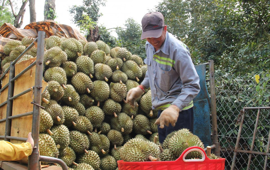 Thương lái thu mua sầu riêng tại vườn trên địa bàn huyện Krông Pắc, niên vụ 2020. Ảnh: Báo Đắk Lắk.