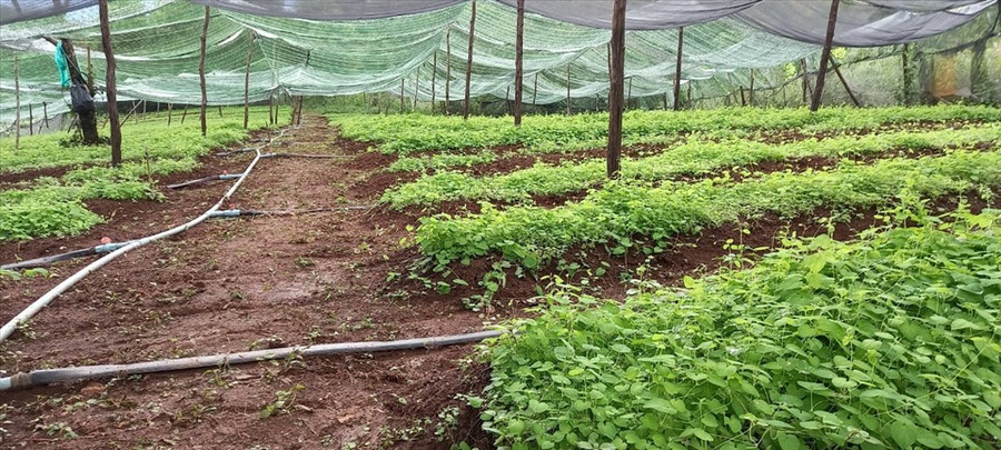 Một vườn sâm dây của người dân đang vào mùa thu hoạch. Ảnh T.T