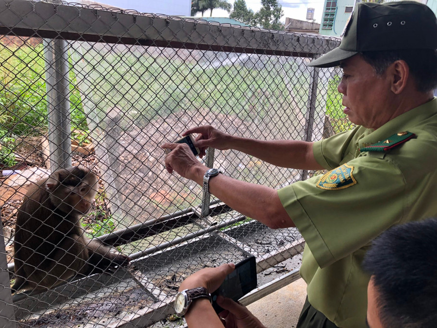 Trung tâm Cứu hộ, Bảo tồn và Phát triển sinh vật-Vườn Quốc gia Kon Ka Kinh phối hợp với Chi cục Kiểm lâm tiếp nhận con khỉ đuôi lợn (1)