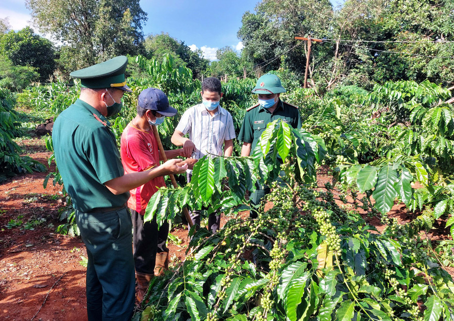 Các đảng viên Biên phòng tăng cường sinh hoạt tại Chi bộ làng Ba (xã Ia Pnôn, huyện Đức Cơ) hướng dẫn người dân kỹ thuật chăm sóc cây cà phê. Ảnh: Vĩnh Hoàng