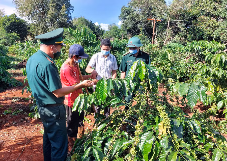 Các đảng viên Biên phòng tăng cường sinh hoạt tại Chi bộ làng Ba (xã Ia Pnôn, huyện Đức Cơ) hướng dẫn người dân kỹ thuật chăm sóc cây cà phê. Ảnh: Vĩnh Hoàng