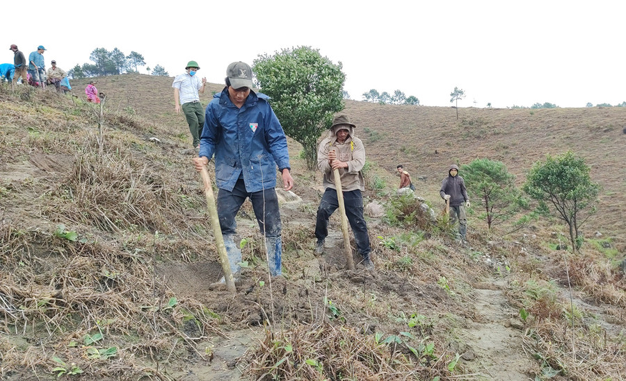 Người dân chọc lỗ để trồng thông trên núi Prong (thị trấn Phú Hòa, huyện Chư Păh). Ảnh: Hoành Sơn