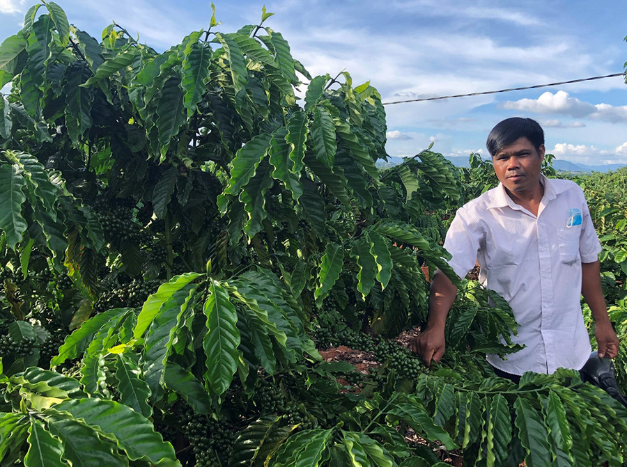  Người dân trong làng thường thấy anh Xuin tranh thủ lên rẫy lúc sáng sớm, chiều muộn. Ảnh: Anh Huy