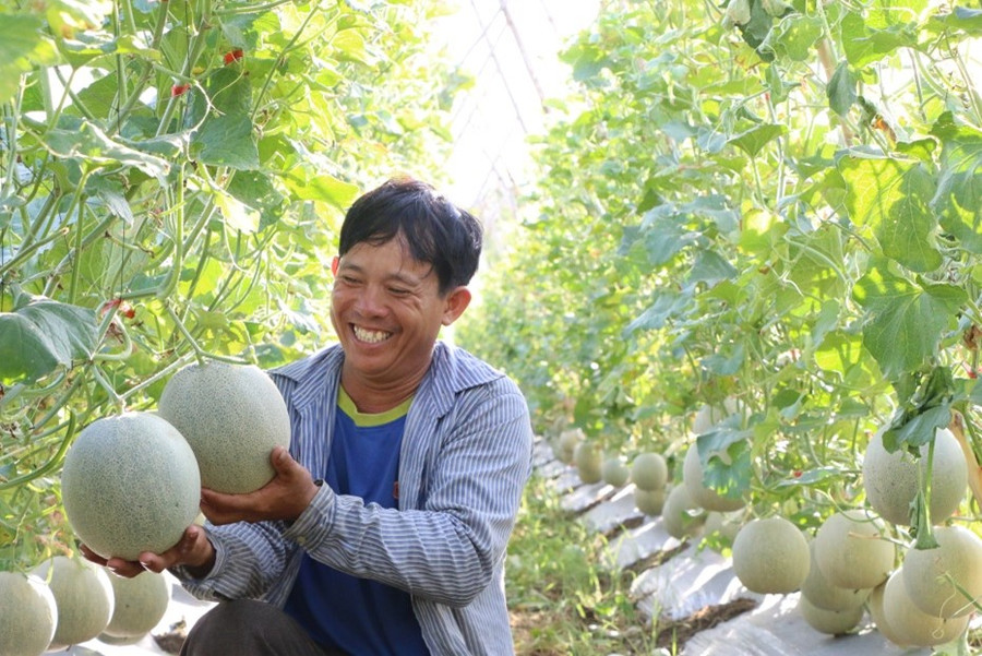 Anh Nguyễn Hải, xã Bình Tân Phú (huyện Bình Sơn, tỉnh Quảng Ngãi) bên ruộng dưa lưới của gia đình. Anh Nguyễn Hải, xã Bình Tân Phú (huyện Bình Sơn, tỉnh Quảng Ngãi) bên ruộng dưa lưới của gia đình