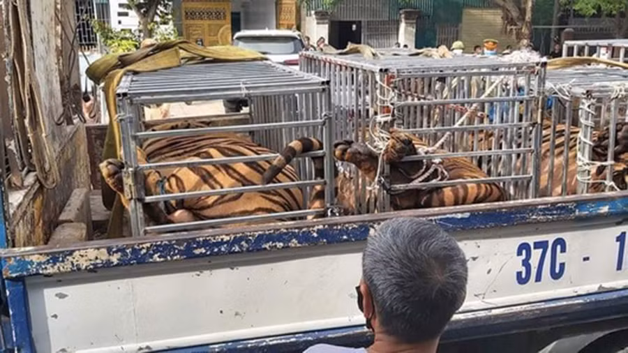  Số hổ bị thu giữ. ẢNH CTV