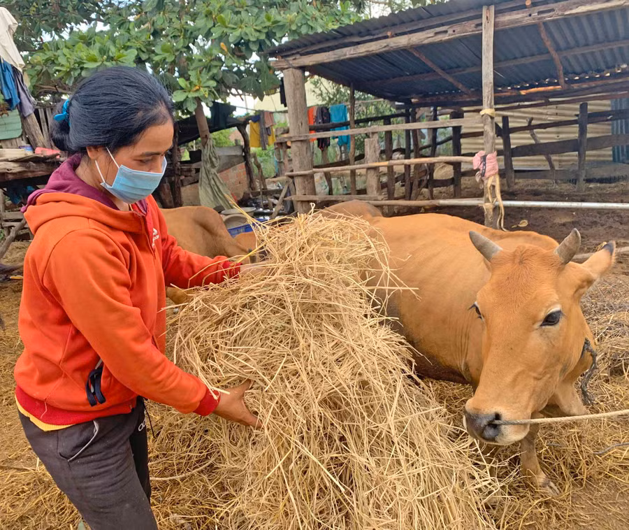 Chị Đinh H’Nhan (thôn Hải Yên, xã Chư A Thai, huyện Phú Thiện) được tổ lao động tập thể hỗ trợ vốn mua bò. Ảnh: Vũ Chi