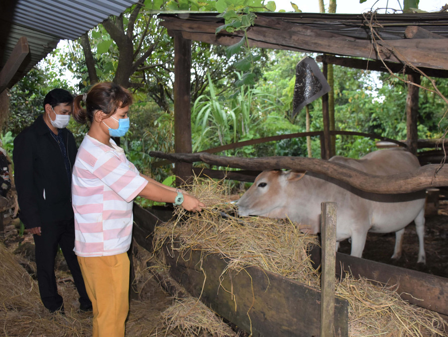 Em R’Com H’Nhiên (làng Blang 1, xã Ia Dêr, huyện Ia Grai) chăm sóc con bò của gia đình. Ảnh: Mai Ka