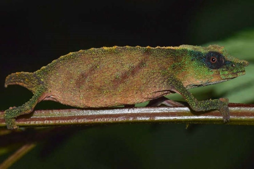 Loài tắc kè hoa lùn quý hiếm ở Malawi có nguy cơ tuyệt chủng nếu không có hành động bảo tồn khẩn cấp. Ảnh: The South African National Biodiversity Institute