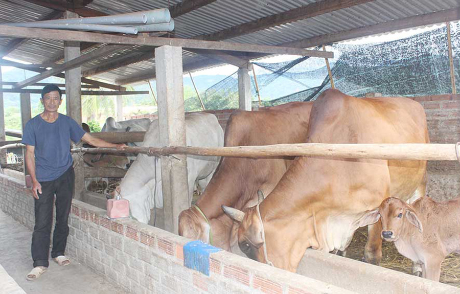  Đàn bò sinh sản của nông dân xã Hà Tam. Ảnh: Nguyễn Diệp