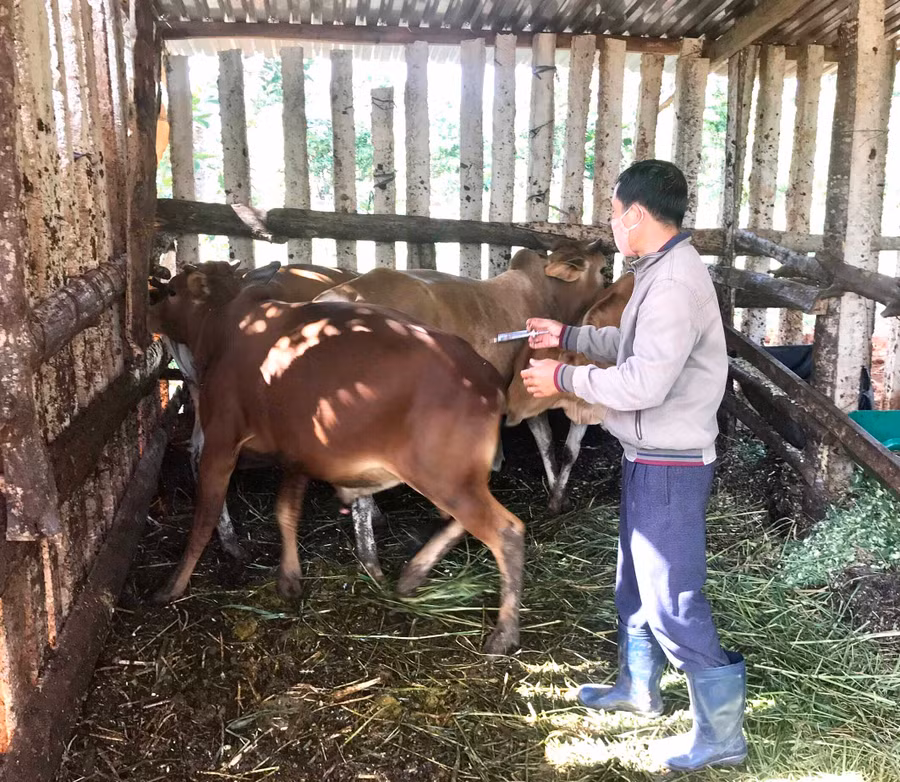 Cán bộ thú y huyện Đak Đoa tiêm vắc xin VDNC cho bò của người dân trên địa bàn