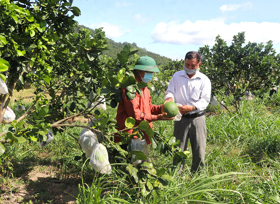  Hội viên Nông hội cây ăn quả, rau An Bình (thị xã An Khê) trao đổi kinh nghiệm trồng cây ăn quả theo hướng hữu cơ. Ảnh: Ngọc Minh