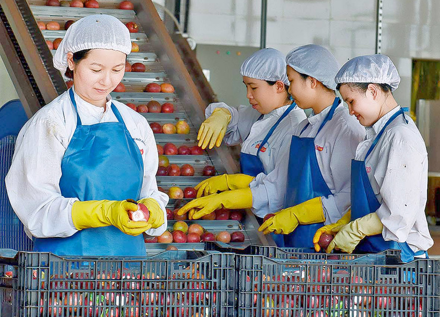 Chế biến chanh dây tại Công ty TNHH một thành viên Xuất nhập khẩu rau quả DOVECO Gia Lai. Ảnh: Đức Thụy