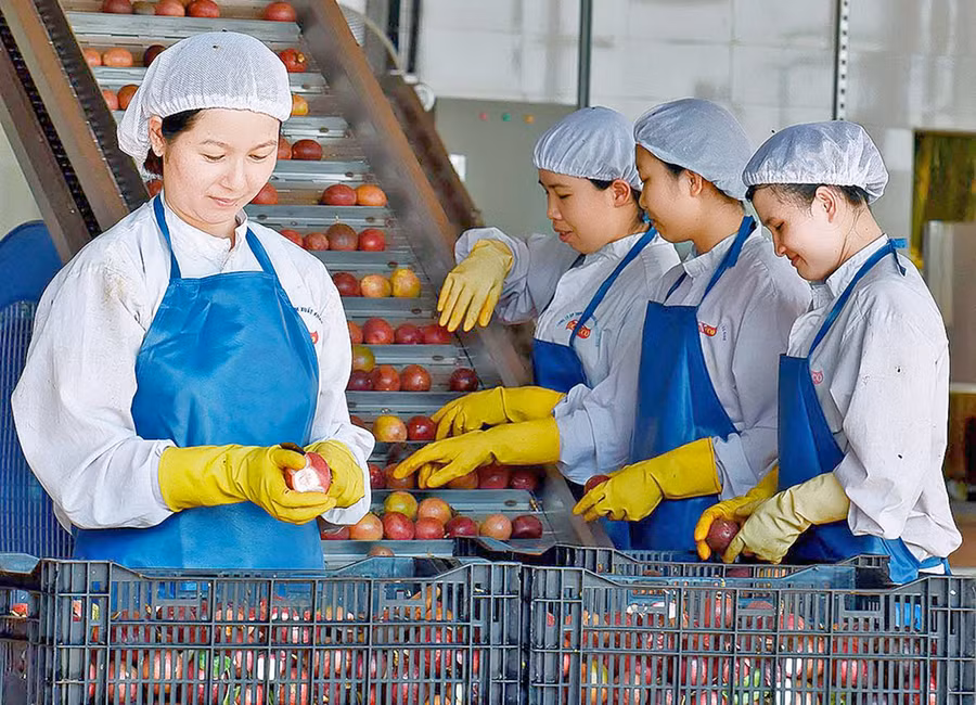 Chế biến chanh dây tại Công ty TNHH một thành viên Xuất nhập khẩu rau quả DOVECO Gia Lai. Ảnh: Đức Thụy