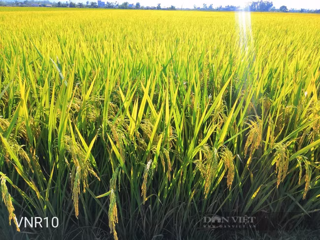  Nông dân Quảng Nam ấn tượng với giống lúa mới VNR10. Ảnh: T.H.
