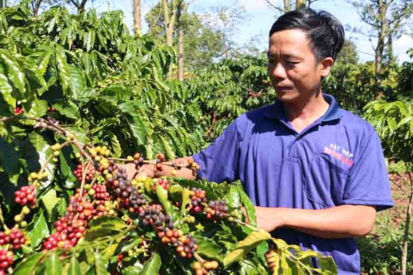 Từng bước hình thành các vùng chuyên canh cây trồng gắn với tiêu thụ, chế biến