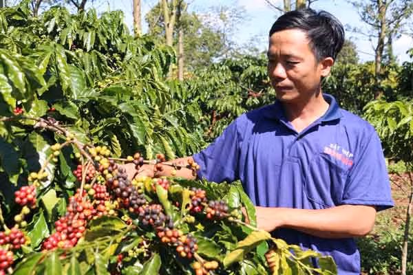 Từng bước hình thành các vùng chuyên canh cây trồng gắn với tiêu thụ, chế biến