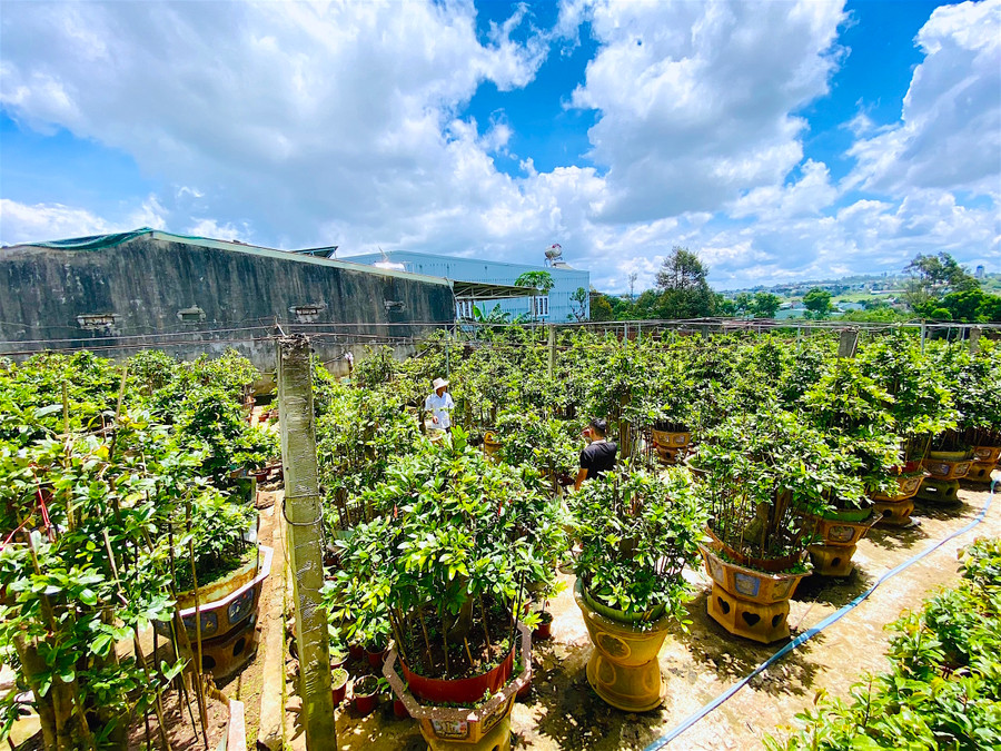 Một góc vườn mai vàng của ông Trương Thanh Hòa (tổ 5, phường Yên Thế, TP. Pleiku). Ảnh: Hồng Thi