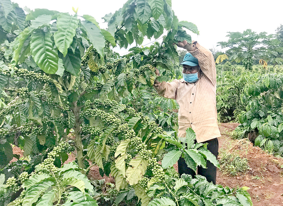 Ông Rmah Hu (làng Yam, thị trấn Ia Kha, huyện Ia Grai) bên vườn cà phê tái canh đang sinh trưởng và phát triển tốt. Ảnh: N.D