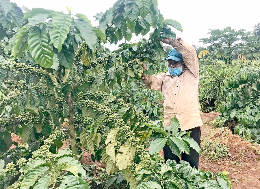 Ông Rmah Hu (làng Yam, thị trấn Ia Kha, huyện Ia Grai) bên vườn cà phê tái canh đang sinh trưởng và phát triển tốt. Ảnh: N.D