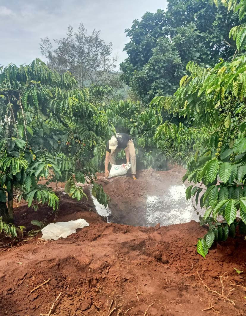 Tiêu hủy heo mắc bệnh. Ảnh: Văn Tấn