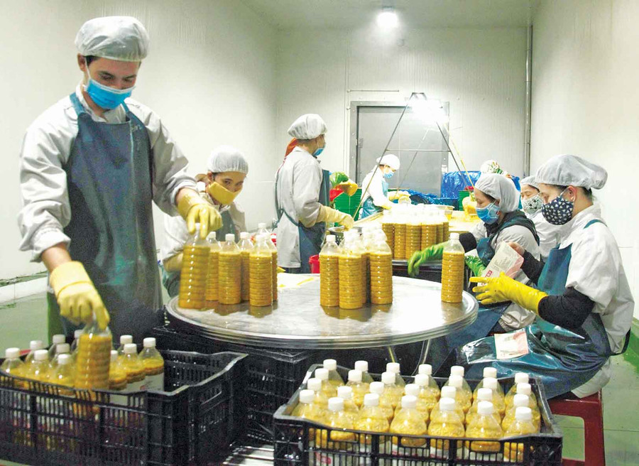 Công nhân dán nhãn sản phẩm nước chanh dây cô đặc. Ảnh: Hạ Vy