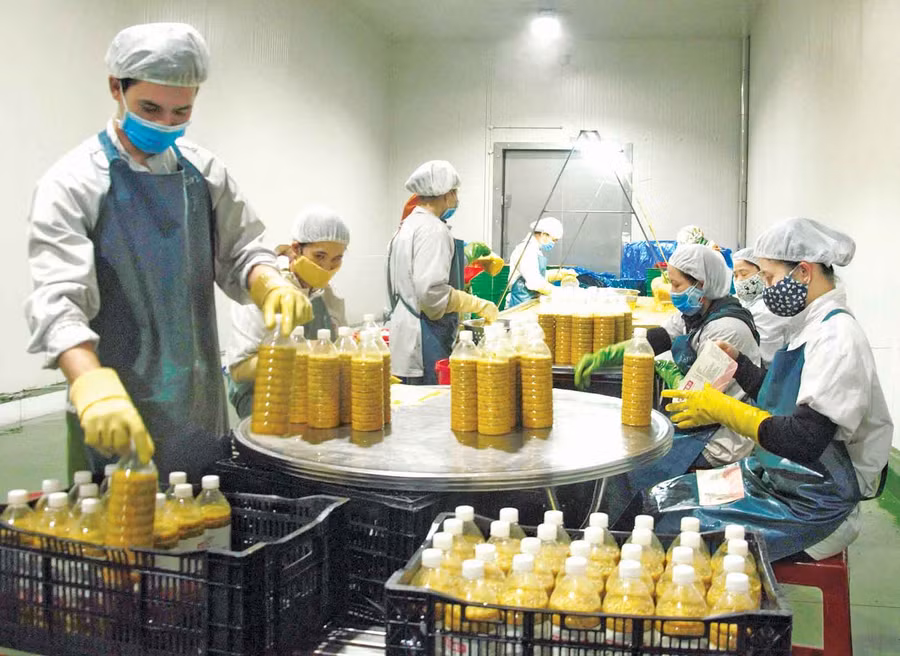 Công nhân dán nhãn sản phẩm nước chanh dây cô đặc. Ảnh: Hạ Vy