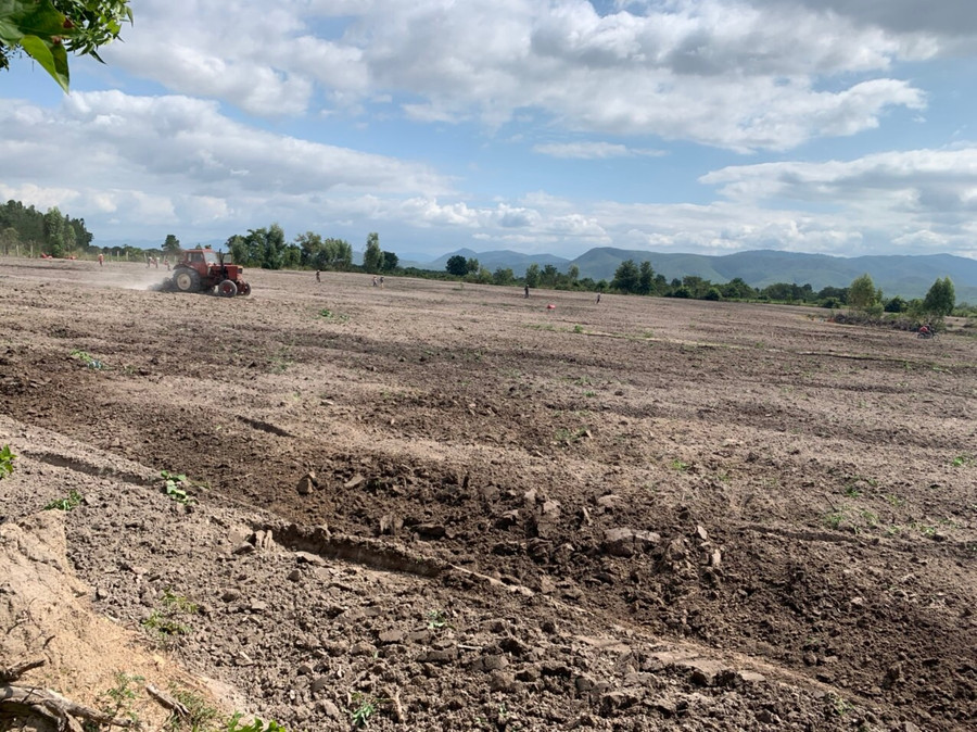 Người dân làm đất trồng lại cây mì