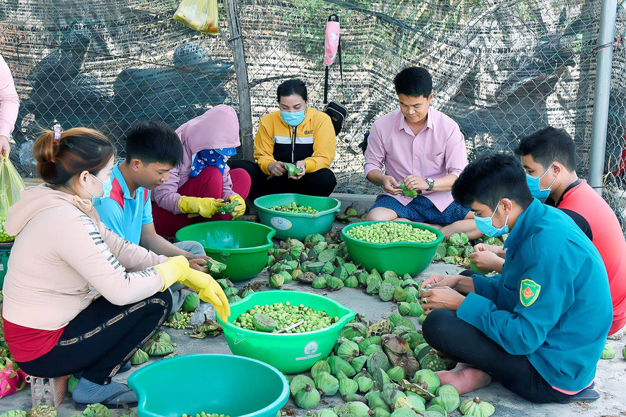 5. Chi hội Phụ nữ thôn An Xuân 1 thu hoạch hạt sen bán để gây quỹ giúp đỡ hội viên nghèo.