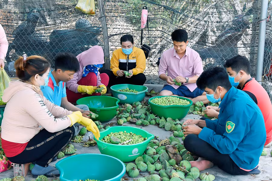 5. Chi hội Phụ nữ thôn An Xuân 1 thu hoạch hạt sen bán để gây quỹ giúp đỡ hội viên nghèo.