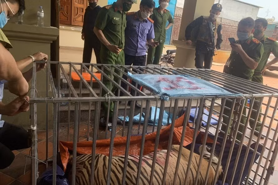 Tại hai cơ sở ở xã Đô Thành (Yên Thành-Nghệ An), công an phát hiện 17 con hổ trưởng thành bị nuôi nhốt trái phép. Ảnh: Nhật Minh