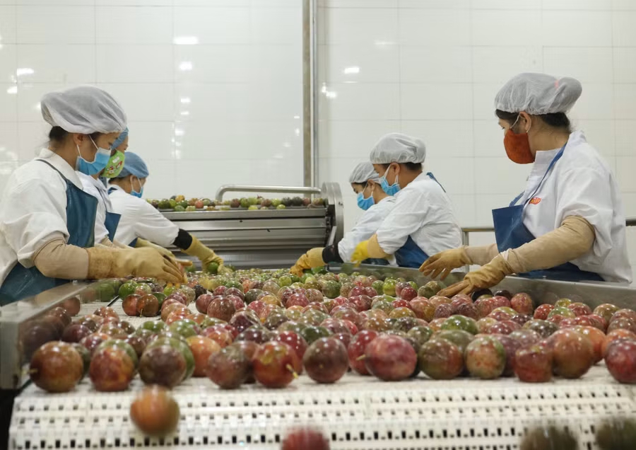 Công nhân lựa chọn sản phẩm trước khi đưa vào sản xuất. Ảnh: Hạ Vy