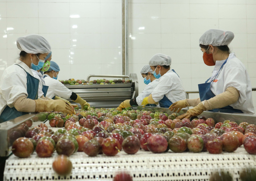 Công nhân lựa chọn sản phẩm trước khi đưa vào sản xuất. Ảnh: Hạ Vy