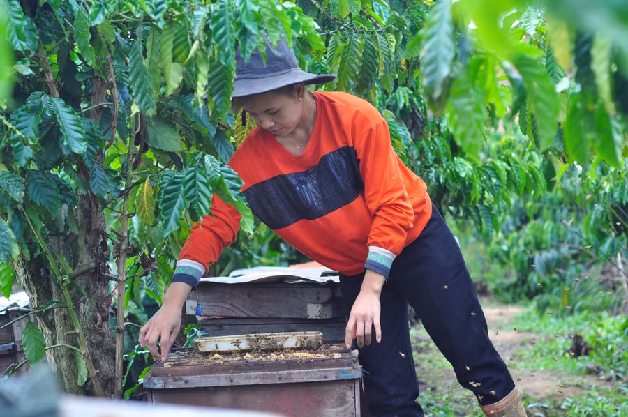 Với 200 đàn ong trong tay, mỗi năm gia đình anh Cương, chị K'Dung thu về hơn 100 triệu đồng sau khi trừ các chi phí. Ảnh: Văn Long