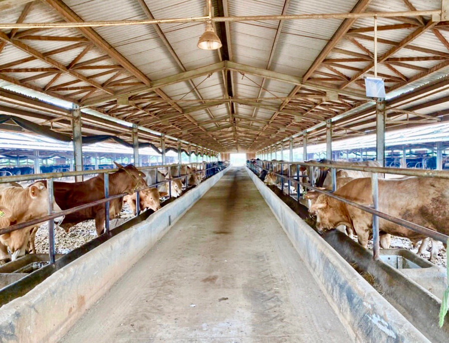 Các dự án chăn nuôi đầu tư vào địa bàn tỉnh luôn được các sở, ngành thẩm định kỹ càng, chặt chẽ, đảm bảo các yêu cầu đặt ra. Ảnh: Kim Linh Các dự án chăn nuôi đầu tư vào địa bàn tỉnh luôn được các sở, ngành thẩm định kỹ càng, chặt chẽ, đảm bảo các yêu cầu đặt ra. Ảnh: Kim Linh