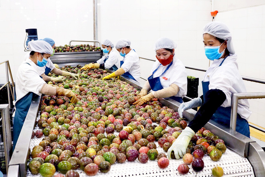 Chế biến chanh dây tại Công ty cổ phần Thực phẩm xuất khẩu Đồng Giao-Chi nhánh Gia Lai. Ảnh: Đức Thụy Chế biến chanh dây tại Công ty cổ phần thực phẩm xuất khẩu Đồng Giao-Chi nhánh Gia Lai. Ảnh: Đức Thụy
