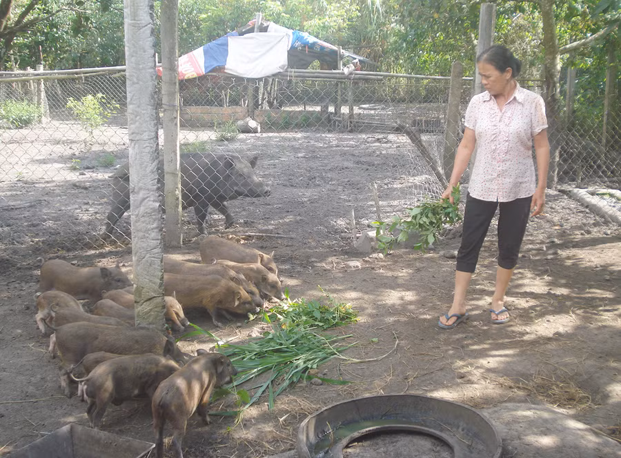  Người dân nuôi heo bản địa. Ảnh: Nguyễn Diệp
