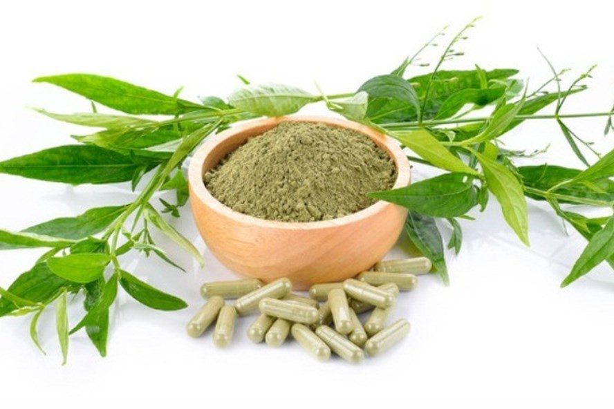 Chỉ sử dụng thuốc xuyên tâm liên theo chỉ dẫn của các thầy thuốc. Ảnh minh hoạ Chỉ sử dụng thuốc xuyên tâm liên theo chỉ dẫn của các thầy thuốc. Ảnh minh hoạ