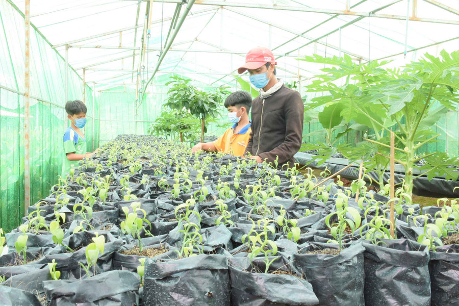 Vườn ươm cây giống tại Mái ấm Thiên Ân (thôn 4, xã Chư Á, TP. Pleiku). Ảnh: Phương Duyên Vườn ươm cây giống tại Mái ấm Thiên Ân (thôn 4, xã Chư Á, TP. Pleiku). Ảnh: Phương Duyên