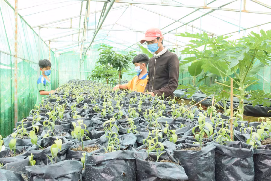 Vườn ươm cây giống tại Mái ấm Thiên Ân (thôn 4, xã Chư Á, TP. Pleiku). Ảnh: Phương Duyên