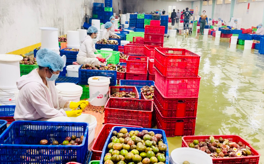 Mặc dù bị ảnh hưởng dịch bệnh nhưng các doanh nghiệp vẫn cố gắng duy trì sản xuất, ổn định đời sống cho người lao động. Ảnh: Vũ Thảo Mặc dù bị ảnh hưởng dịch bệnh nhưng các doanh nghiệp vẫn cố gắng duy trì sản xuất, ổn định đời sống cho người lao động. Ảnh: Vũ Thảo